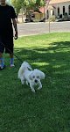 Negocio Canine Corner Pet Grooming