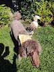 Negocio Canine Culture