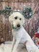 Negocio Canine Designs Grooming Salon, Llc