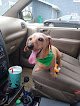 Negocio Canine Divine