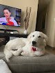 Negocio Caninos Grooming Salon - Humacao
