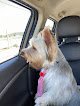 Negocio Caninos Grooming Salon