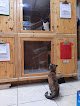 Negocio Capital Kitty Cat Resort