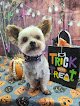 Negocio Carolina Custom Cutz Mobile Dog Grooming