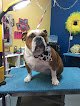 Negocio Carolina Pampered Pet Grooming & Boarding