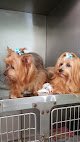 Negocio Carolina Pet Grooming