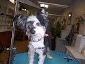 Negocio Carol's Pretty Pets Salon