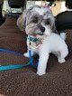 Negocio Carrie's K-9 Clips Llc
