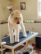 Negocio Cassi's Classi Dog Grooming