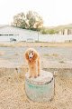 Negocio Cassy's Caring Paws Llc