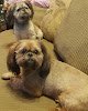 Negocio Celebrities Mobile Grooming