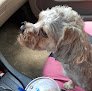Negocio Chantals Pet Grooming