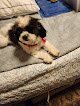 Negocio Charlene's Quality Pet Groom