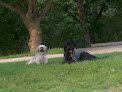 Negocio Charlie's Angels Pet Center