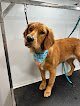Negocio Charlies Paws Mobile Dog Grooming