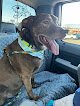 Negocio Charming Pets Llc