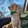 Negocio Chawnecy's Pet Grooming