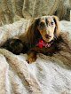 Negocio Chichie's Grooming Spa