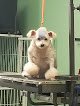 Negocio Chien Rouge Grooming Salon & Pet Hotel