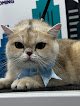 Negocio City Pet Mobile Grooming