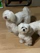 Negocio Classy Canine Pet Spa