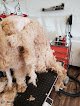 Negocio Claws & Paws Grooming