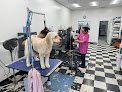 Negocio Cleverdog Grooming & Day Care