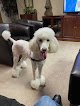 Negocio Clip N Go Mobile Dog Grooming Company