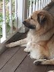 Negocio Clippers Dog Grooming