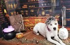 Negocio Cosmic Canines Pet Salon & Spa