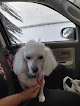 Negocio Country Club Grooming Ltd