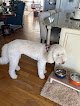 Negocio Countryside Pet Grooming