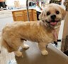 Negocio Cruelty Free Dog Grooming And Pet Taxi