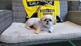 Negocio Custom Clips Pet Grooming