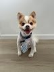 Negocio Cute And Creative Pet Spa