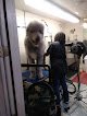 Negocio D Is For Doggy - Daycare & Grooming