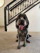 Negocio Daisy Mobile Pet Grooming