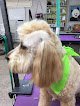 Negocio Dale's Pets Llc