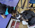 Negocio Dana & Friends Pet Grooming