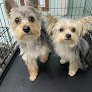 Negocio Dapper Dawgs