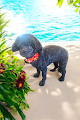 Negocio Darby's Peace, Love, & Paw Palace