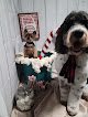 Negocio Dassel Dog Parlor