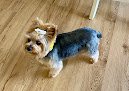 Negocio Dazzling Dogs