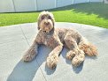 Negocio Deb's Diamond Pet Parlor