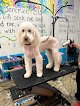 Negocio Denise's Dog Grooming