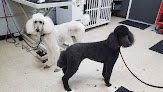 Negocio Desert Dog Spa