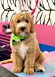 Negocio Designer Paws Salon