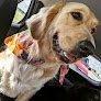 Negocio Details Pet Grooming Play And Stay