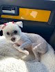 Negocio Diamonds In The Ruff - A Pet S'paw