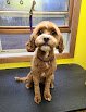 Negocio Diamonds In The Ruff Grooming